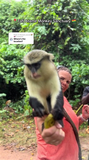 Exploring Tafi Atome Monkey Sanctuary in Ghana