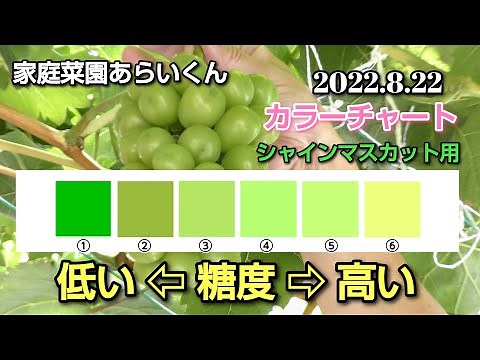 【シャインマスカット】第９５回、８月下旬の生育状況と収穫目安について（語りたい）【家庭菜園】