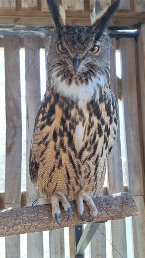 217K views · 11K reactions | Uhu the Eurasian Eagle Owl has been very hooty lately, and her breath was visible in the cool air this morning. | International Owl Center | Facebook