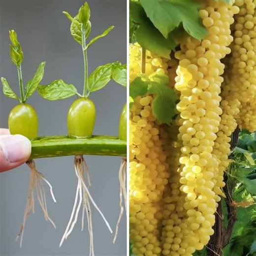 Smart and Simple Secrets for Growing Great Grapes🍇 | DIY Balcony Garden