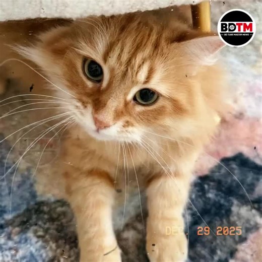 সাইবেরিয়ান বিড়াল মানুষের আবেগ বুঝতে পারে। মালিকের মন খারাপ থাকলে তারা নীরবে পাশে থাকে—যেমনটা জেবু জাইমার ক্ষেত্রে করত। এই জাতের বিড়াল সাধারণত পরিবারের একজন সদস্যের মতো আচরণ করে। একা থাকতে পছন্দ করে না, বরং মানুষের সান্নিধ্য ভালোবাসে। হঠাৎ চেঁচামেচি বা আক্রমণাত্মক আচরণ এদের মধ্যে খুব কম দেখা যায়। তাই জেবু খুব কম শব্দ করে, “মিউ মিউ”ও করে না। ZebuTheCat #Jebu #SiberianCat #TariqueRahman #ZaimarRahman #PetLove