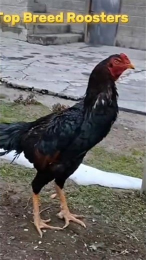 How One Rooster Controls An Entire Flock #rooster #chickens #farmlife