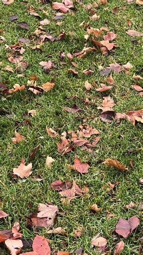 Setting up Christms lights. #christmas #christmaslights #littleredtruck #littleredtruckhaulingachristmastree