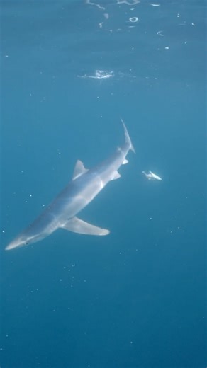 19K views · 103 reactions | Watch how fast she disappears 勞 The colouration (counter shading) of blue sharks means they can disappear quickly into the blue/green water. That electric blue colour is of course how they get their name. Filmed while guiding for @pembrokeshireboatcharters last September. @lumix @atomos.global @nauticamhousings | Sharkman Dan | Facebook