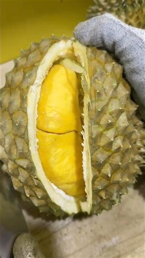 cara mudah membelah durian menggunakan alat sederhana. #shorts