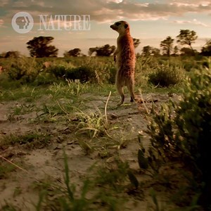 159K views · 726 reactions | In our premiere episode we explore the secret worlds of Kalahari Meerkats, Magellanic penguins and one orphaned chimpanzee in Cameroon. | Nature | PBS | Facebook
