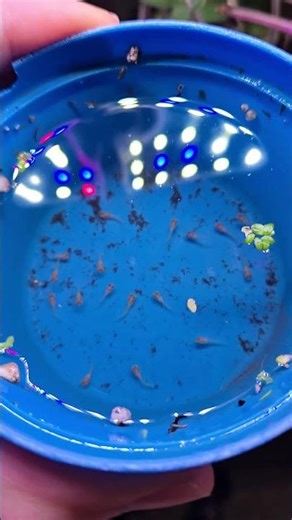 baby swordtail fish #aquarium #swordtailfish #fishbreeding