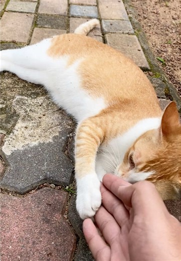 Did you know that Calci’s favorite game is to chase lovi down the studio pathway? Btw have you met Calci yet? #Calci #CreatorSpaceStudio #Studio #Cat