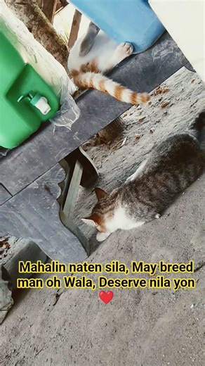 Deserve nilang mahalin, May breed man oh Wala ❤️#dontforgettosusubcribemychannel #catscare