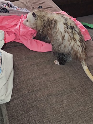 The Adorable Opossum Plushie Trend