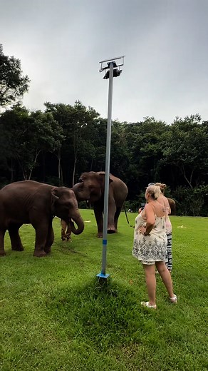 Bank Mahout on Reels