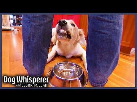 Puppy’s Food Aggression Is Spiralling Out of Control |Full Episode| Dog Whisperer with Cesar Millan