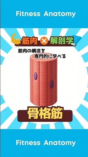 【筋肉×解剖学】骨格筋細胞について