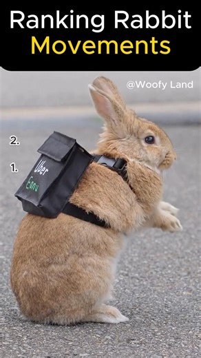 Ranking The Most Chaotic Rabbit Moments 😂🐰 #rabbit #funny #shorts