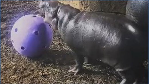 Hugo faces off with his big purple ball at the John Ball Zoo