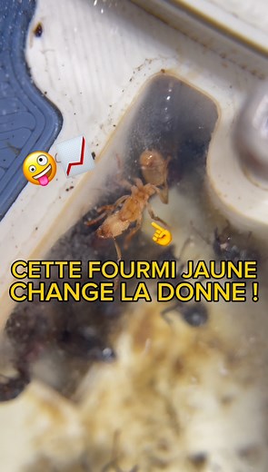 13K views · 228 reactions | Ma fourmi la plus rare a enfin repris son développement ! 拾爛| Espèce asiatique -> Gnamptogenys bicolor | #fourmis #animauxdecompagnie #animaux #insectes | Gigafourmis | Facebook