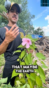 4.4K views · 3.1K reactions | A desert rose (mallow) #lifeinsurancesavesthebay #baylife | Bay Life Brokerage | Facebook