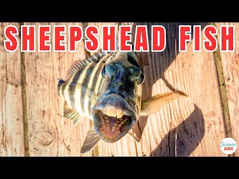 Sheepshead Fish: The Fascinating Fish With Human Teeth!