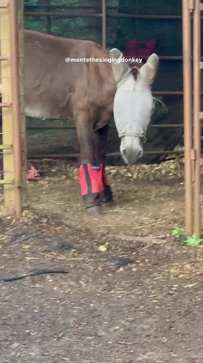 8K views · 1.1K reactions | ✨They are wearing a fly mask to protect...