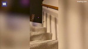Playful cat takes a swipe and attacks mini drone flying nearby
