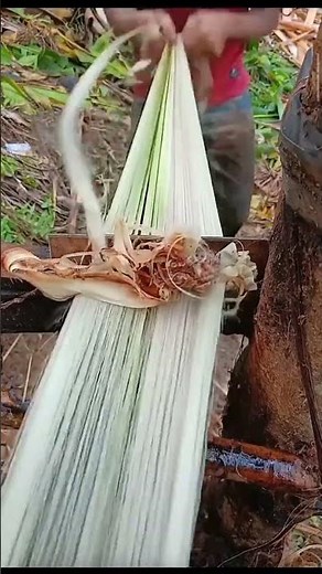 making Abaca Fiber With Full Stamina 😼🍌🧶