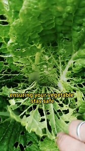 11K views · 222 reactions | Eco friendly DIY pest control solution. | Ramos Mark | Facebook