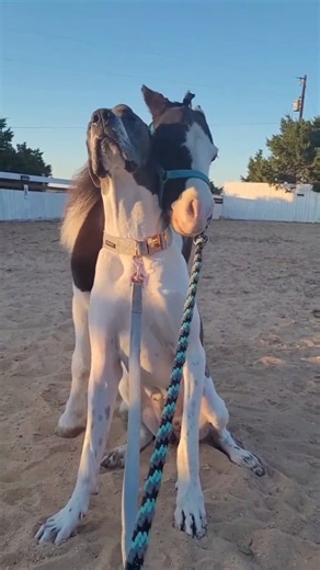 Best animal friends