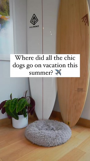 210 reactions · 38 shares | Checking in . See behind the scenes of Gray Malin’s new Dogs of San Diego photography series at The Del, with adorable pups arriving in vintage cars and living their best beach life. https://www.graymalin.com/dogs-of-san-diego | Hotel del Coronado | Facebook