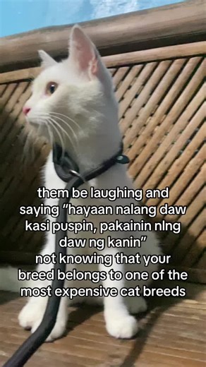 Khao Manee: The Pricey White Cat with Blue Eyes