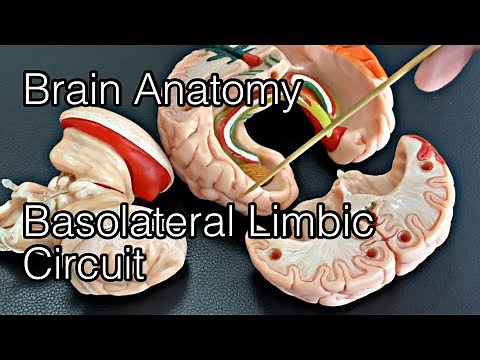 Anatomy of brain: Basolateral limbic circuit (English)