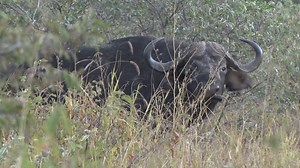 22K views · 87 reactions | THE INTERNATIONAL WILDLIFE CONSERVATION...