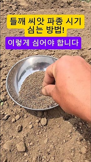 들깨 심는 방법 들깨씨 파종시기 이렇게 심으세요 #들깨 #들깨파종시기 #들깨심는방법