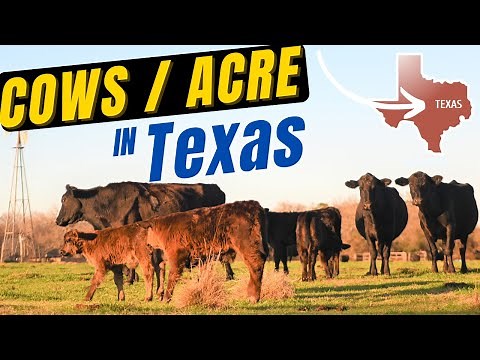 How Many Cows Per Acre in Texas? Carrying Capacities and Stocking Rates Explained