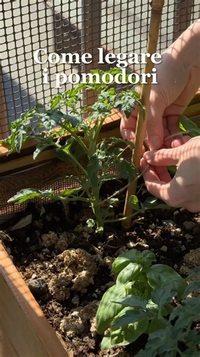 Come legare i pomodori 🍅
