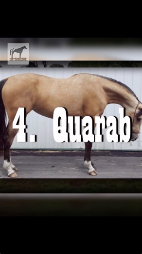 El Quarab (Cuarto de milla X Árabe)🐴 #caballos #arabianhorse #quarterhorse #quarab | De Caballos