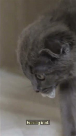 Why Do Cats Purr? The Hidden Meaning Behind the Sound #cat #cathacks #catproblems