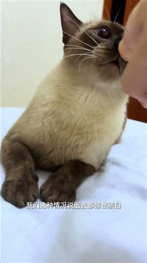 我的暹罗猫的长期冷战：一个心碎的故事