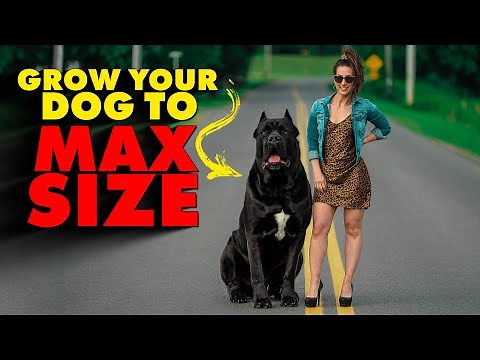 GROW Your Cane Corso to MAXIMUM SIZE!