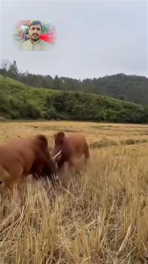 1.7K views · 159 reactions | #fbreels #facts #sahiwal #bull #fighting #cow #farming #videoviral #animals | Shahid Awan Pak | Facebook