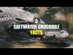 5 Amazing Facts About Saltwater Crocodiles