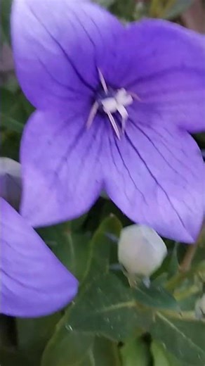 balónovník veľkokvetý (Platycodon grandiflorus), ,,,entertainment, free time, relax