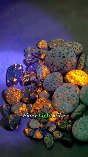 These ordinary-looking grey stones hide a fiery secret. Known as Yooperlites or “Dragon Eggs,” they contain fluorescent sodalite that glows like molten lava under UV light. 🌋💡 Found along the shores of Lake Superior (U.S.–Canada border), these rocks can sell for up to $555 per piece . making them one of nature’s most beautiful hidden treasures. Next time you walk the beach, bring a UV flashlight . you might be walking past a fortune without even realizing it. 💰✨ #Yooperlite #DragonEggStone #S