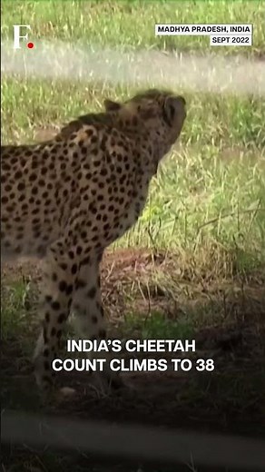 India: South African Cheetah Gamini Gives Birth To 3 Cubs At Kuno National Park