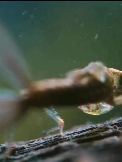 Every creature has its own way of life — wild, free, and beautiful. 🌿🐾 Discover the fascinating world of animals and how they live in harmony with nature. 🌍💚 #AnimalWorld --- #animallifestyle #animalworld #animal #wildlife #naturelovers #animalplanet #wildlifephotography #animalbehavior #naturelife #animallove #wildnature | animal world