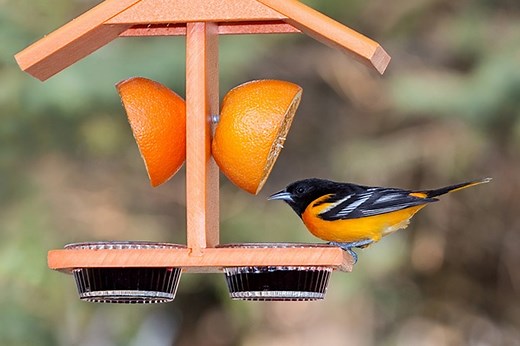Where to Place An Oriole Feeder (Proven & Tested Advice) - Bird Informer