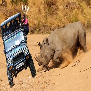 When Rhinos Angry - Mad Moment Rhinos Rushed To Attack The Cars - Rhinos Attack Car, Buffalo, Lion | Tops Amazing Animals
