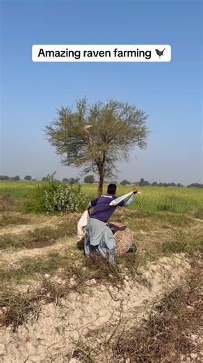 Amazing raven farming 🐦‍⬛#raven #farming #nest #hunter