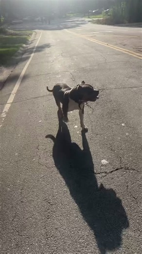 Consistent Dog Training Routine for Working Pet Owners