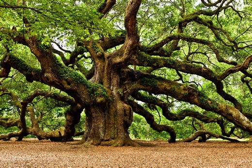* Angel Oak Tree * Louis Dallara Fine Art Photography