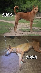 1.1M views · 19K reactions | My experience with a lifeless dog DOG LOVER | Odinaka | Facebook